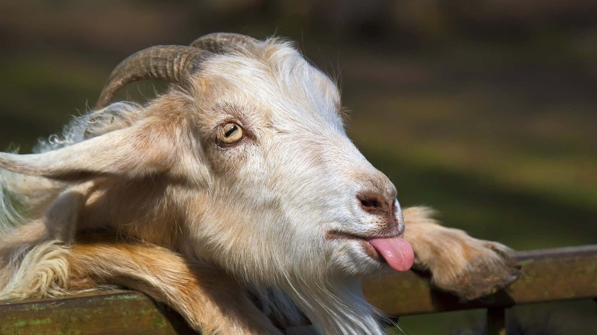 動物 桌布 壁紙 — 一隻好奇的山羊，長著彎曲的角，在明亮的陽光下把頭靠在木柵欄上，伸出粉紅色的舌頭。