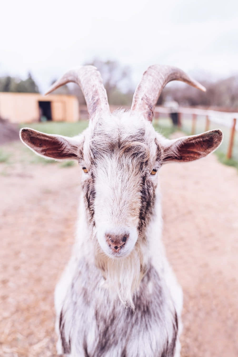 動物 桌布 壁紙 — 一隻好奇的山羊，長著彎曲的角，在圍欄農場中直視鏡頭的特寫。