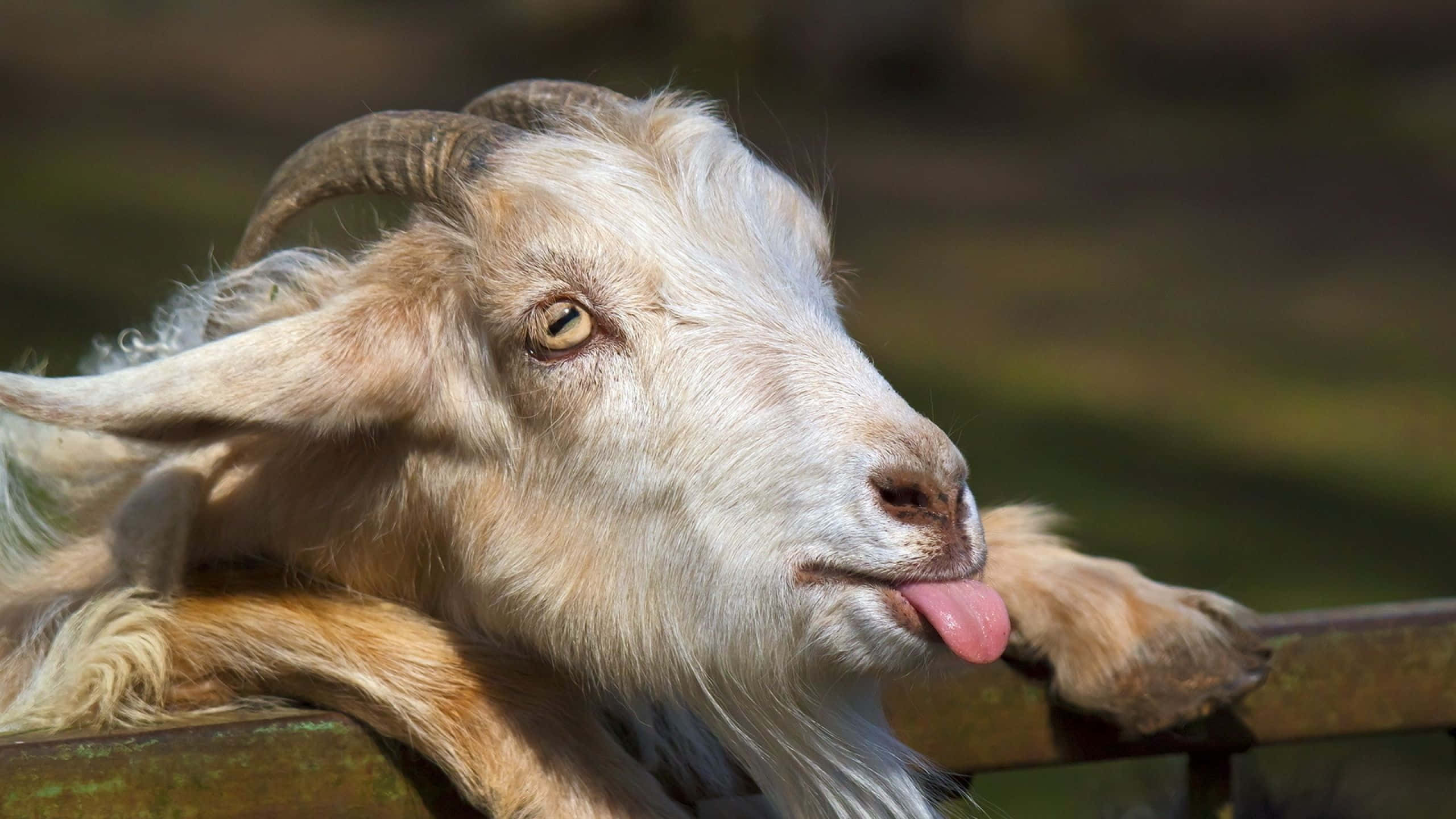 Goat 桌布 壁紙 — 一隻好奇的山羊近距離特寫，彎曲的角伸出粉紅色舌頭，頭部擱在木柵欄上。