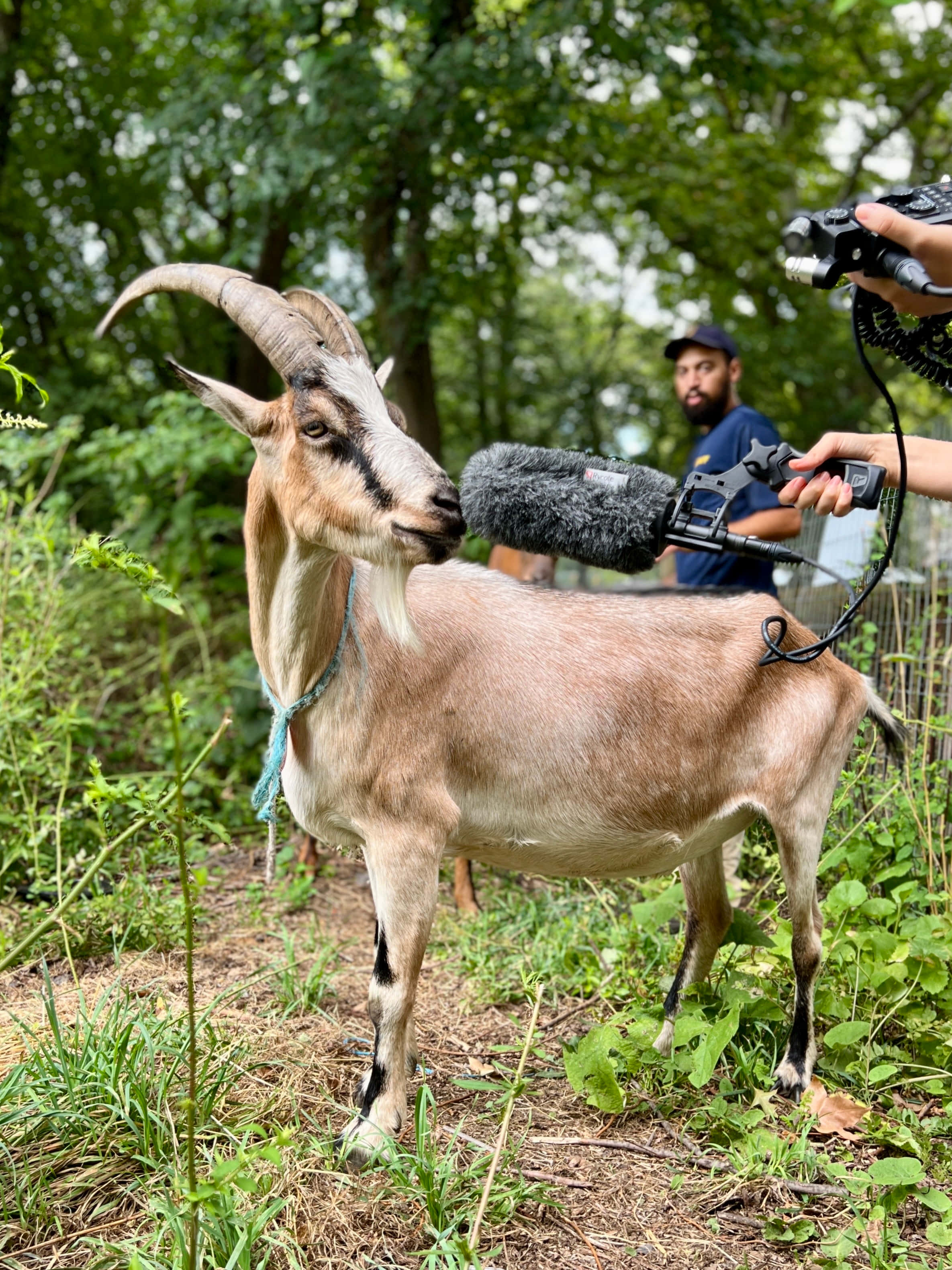 動物 桌布 壁紙 — 一隻好奇的山羊長著彎曲的角，站在茂密的綠色森林中，一個人將麥克風靠近它的臉。