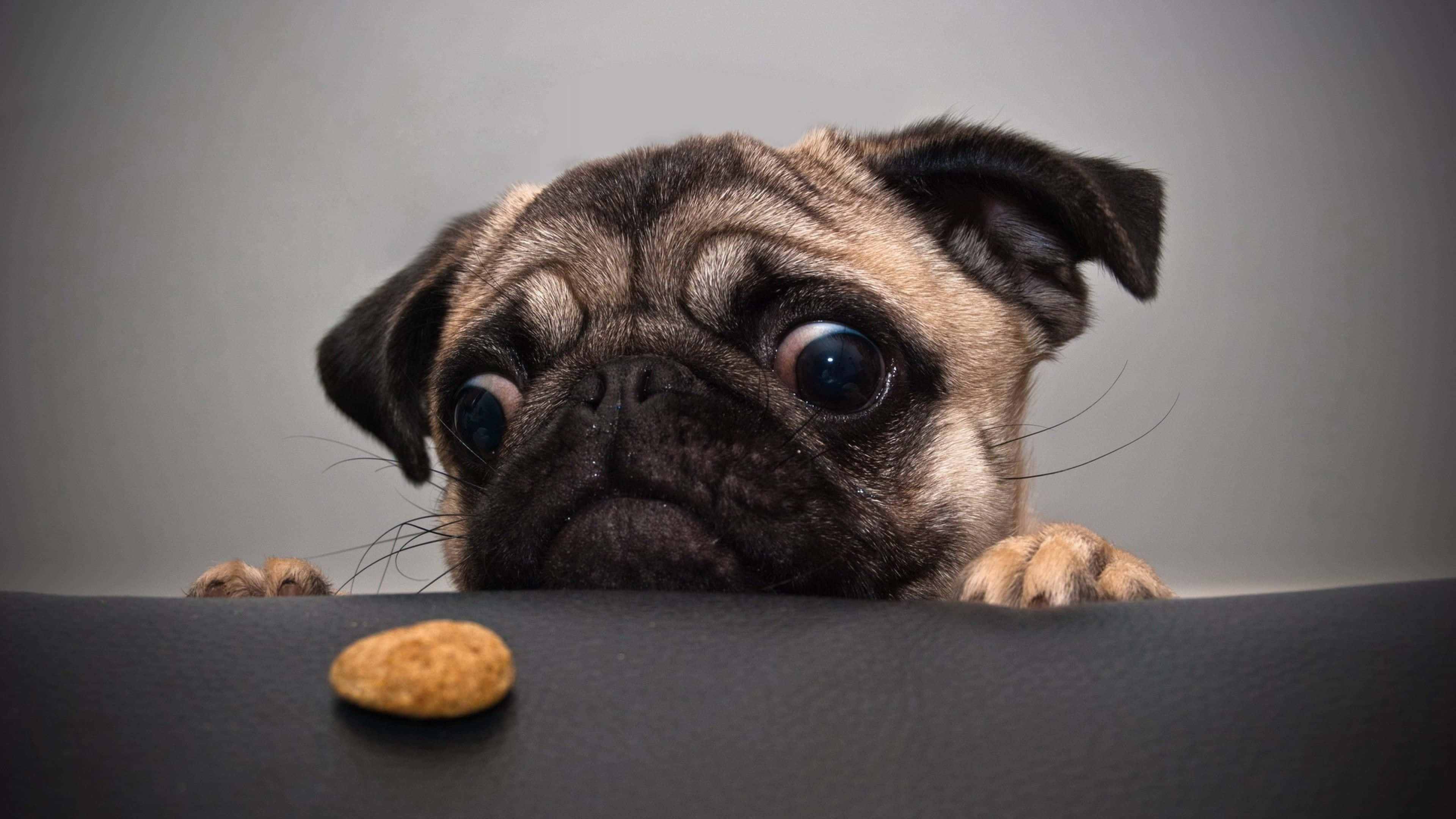 funny animals 桌布 壁紙 — 一隻好奇的巴哥犬睜大眼睛，在黑暗的表面上望著邊緣上的一塊零食。