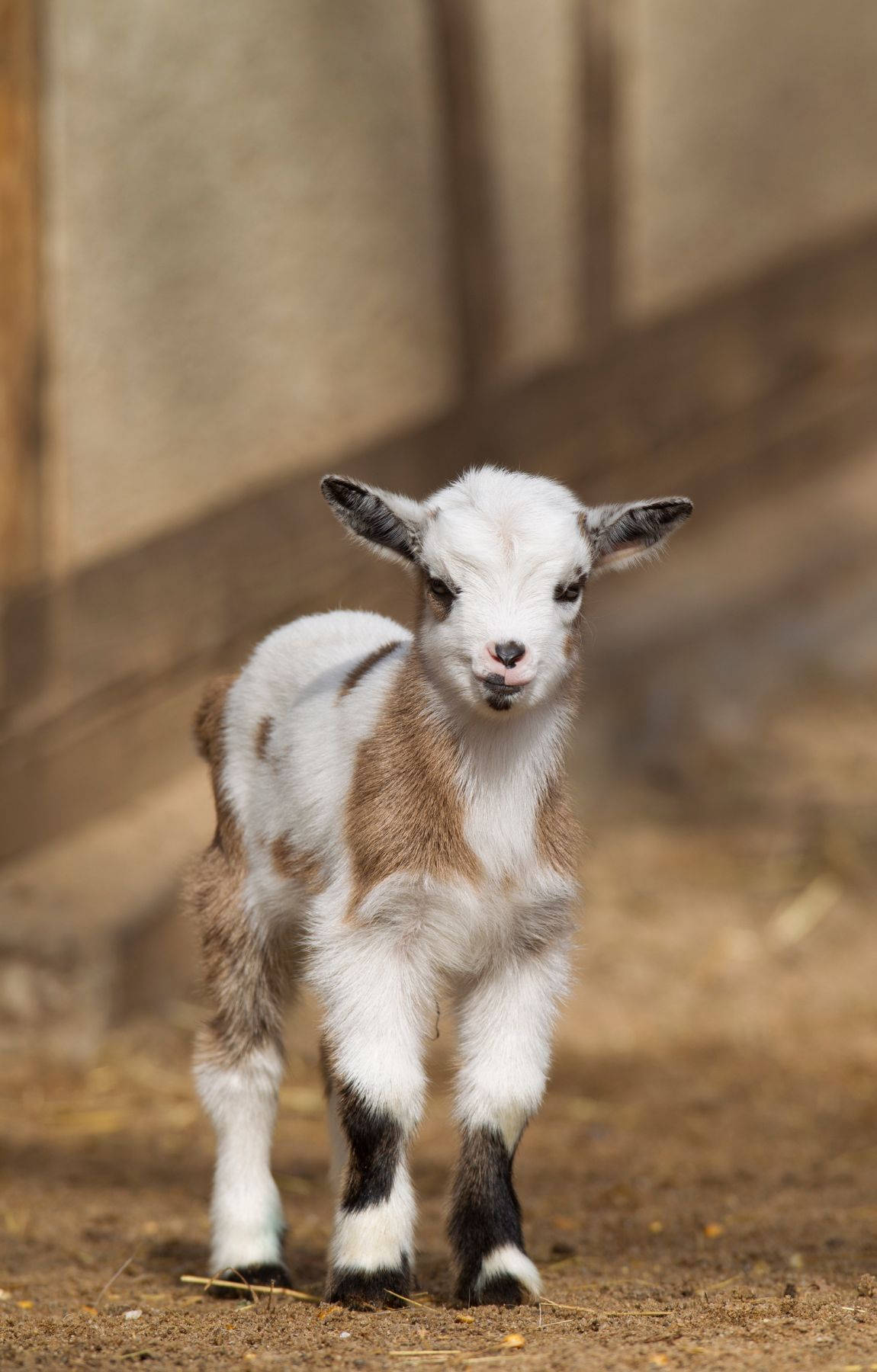 baby animal 桌布 壁紙 — 一隻好奇的年輕山羊，身上有白色和棕色斑點，站在泥土地上直接看著相機。