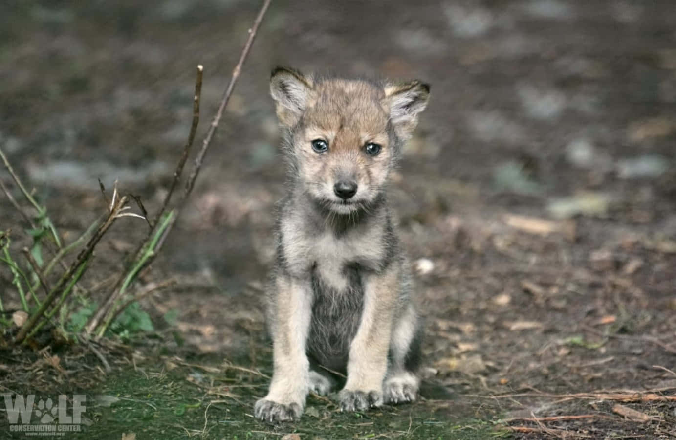 Wolf Pup 桌布 壁紙 — 一隻好奇的年輕狼崽，睜大眼睛，警覺地坐在森林地面的樹枝和苔蘚之間。