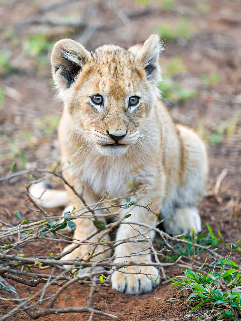 Baby Lion 桌布 壁紙 — 一隻好奇的年輕獅子寶寶，擁有柔軟金色毛髮和大眼睛，警覺地坐在乾樹枝和稀疏的綠色植物之間。