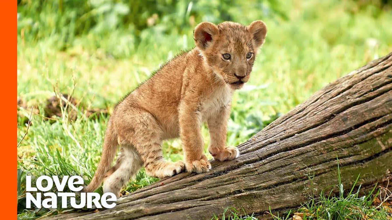 Baby Lion 桌布 壁紙 — 一隻好奇的年輕獅子幼崽站在一條風化的木頭上，在陽光照耀的草地上保持警覺。