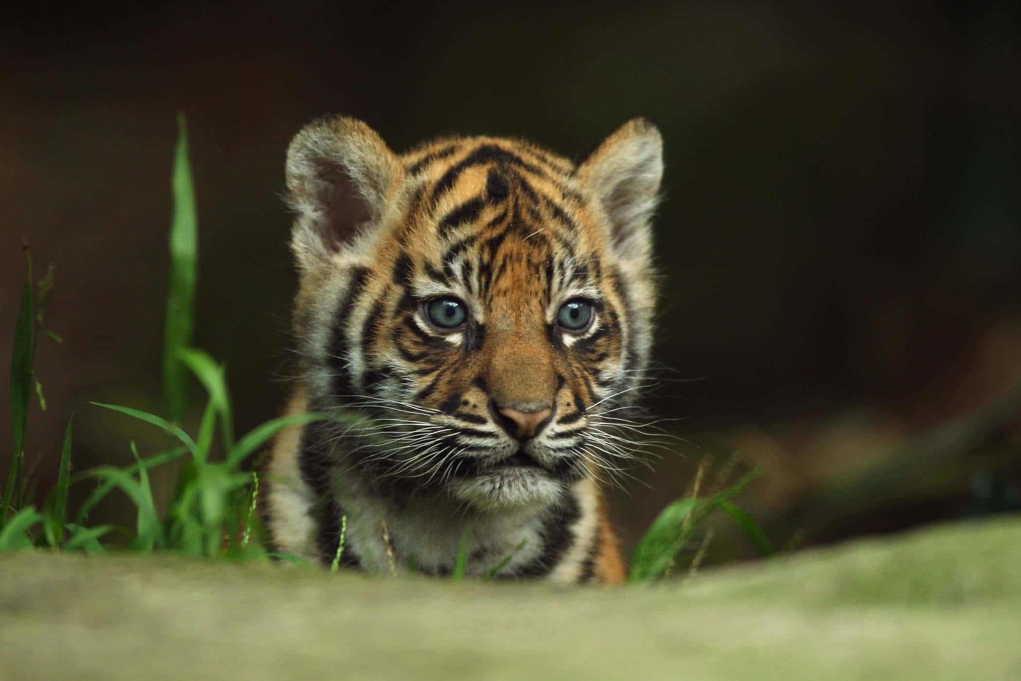 Cute Tiger 桌布 壁紙 — 一隻好奇的幼虎，擁有引人注目的藍色眼睛，在柔和焦點的自然環境中從綠色草叢後窺視。