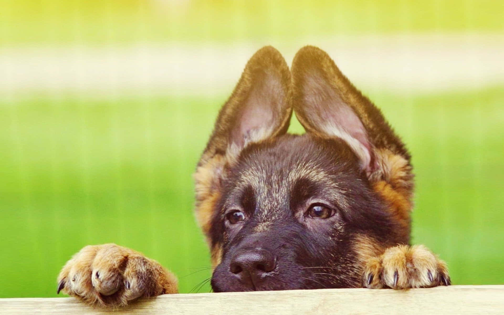 Cute Puppy 桌布 壁紙 — 一隻好奇的德國牧羊犬幼犬從木柵欄上方窺視，背後是鮮綠的草地。