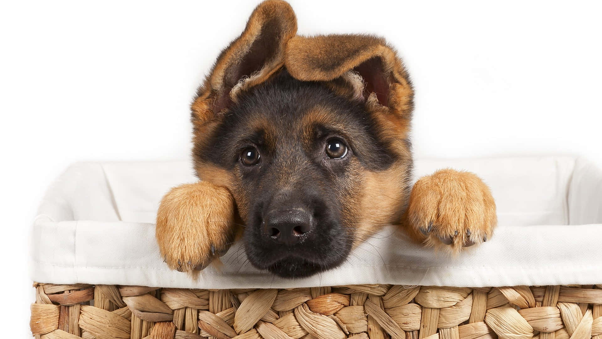German Shepherd 桌布 壁紙 — 一隻好奇的德國牧羊犬幼犬從編織籃邊緣探出頭來，睜著大大的無辜眼睛。