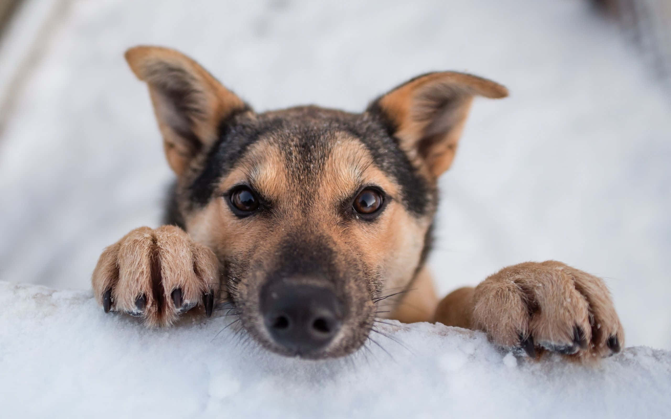 桌布 壁紙 — 一隻好奇的德國牧羊犬幼犬從雪堆邊緣探出頭來，睜著一雙深色大眼睛，爪子擱在白雪上。