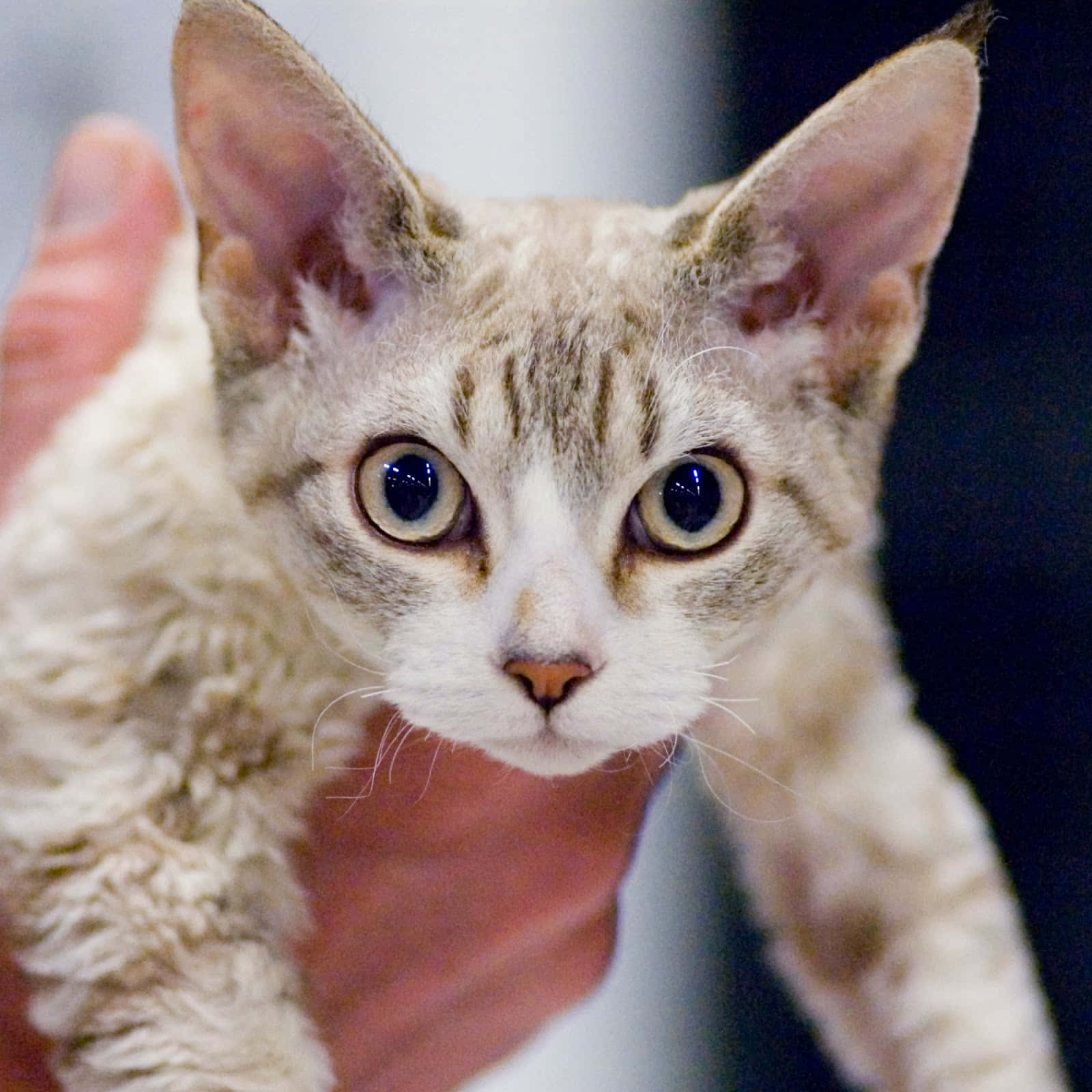 Devon Rex 桌布 壁紙 — 一隻好奇的德文帝王貓，擁有大藍眼睛和捲曲毛髮，被人溫柔地捧在手中的特寫。