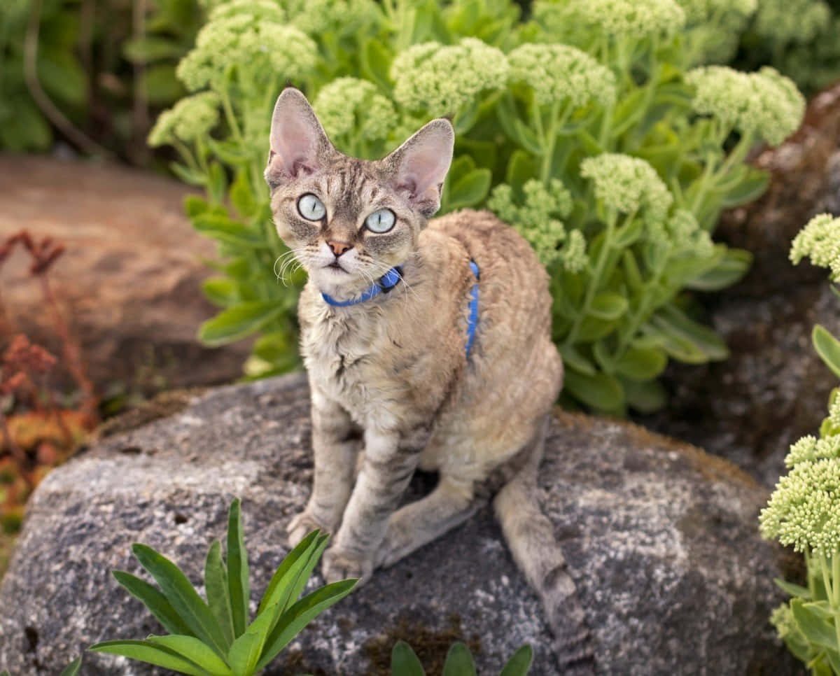 Devon Rex 桌布 壁紙 — 一隻好奇的德文帝王貓，有大耳朵和藍色眼睛，警覺地坐在一塊長滿苔蘚的石頭上，周圍是茂盛的綠色多肉植物。