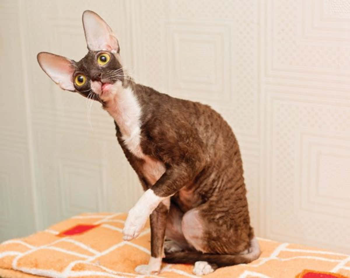 Cornish Rex 桌布 壁紙 — 一隻好奇的德文帝王貓，有著大耳朵和明亮的眼睛，在室內的一張橙色圖案毯子上坐直。