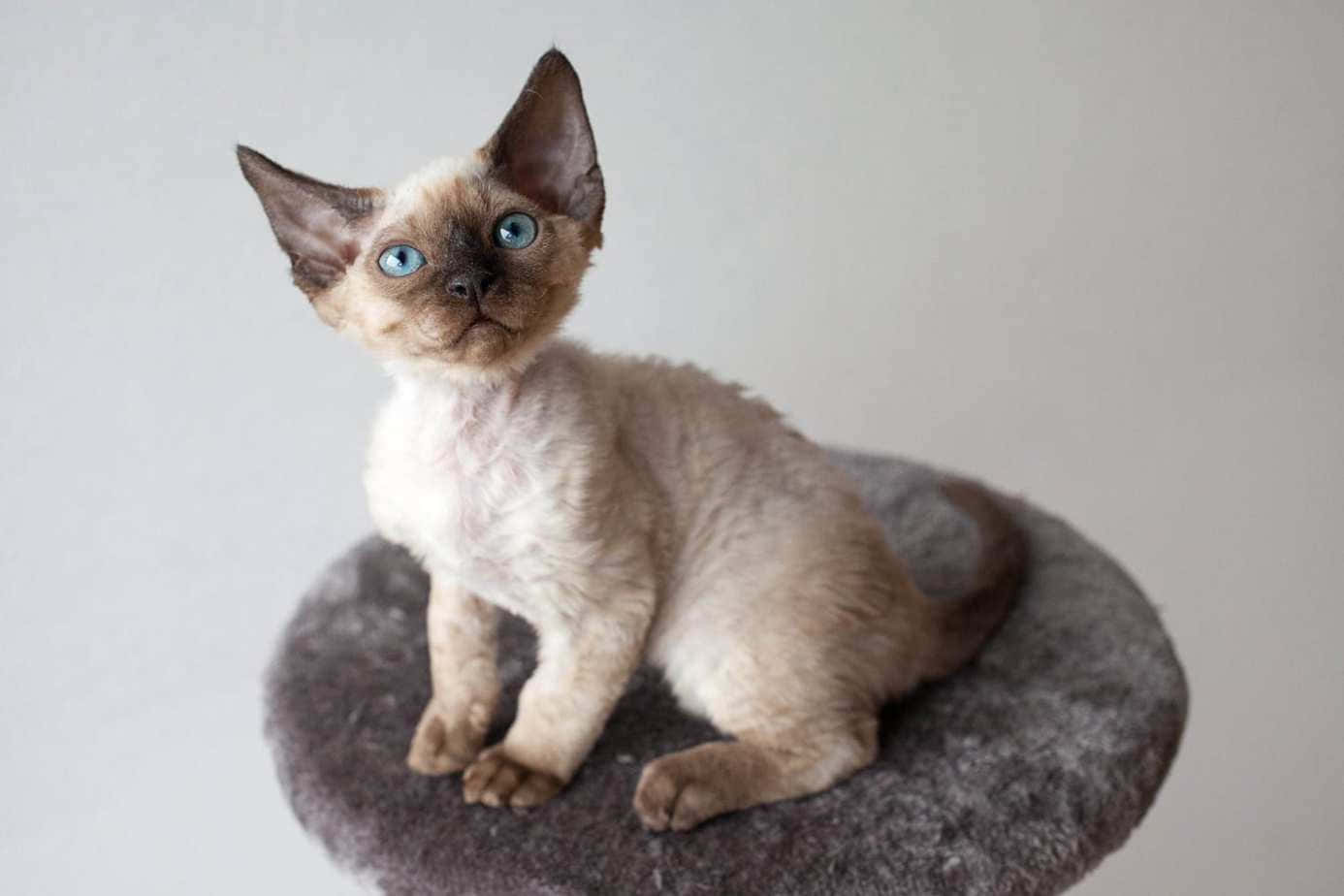 Devon Rex 桌布 壁紙 — 一隻好奇的德文帝王貓小貓，有大耳朵和引人注目的藍色眼睛，警覺地坐在灰色圓形坐墊上，背景是純白色。