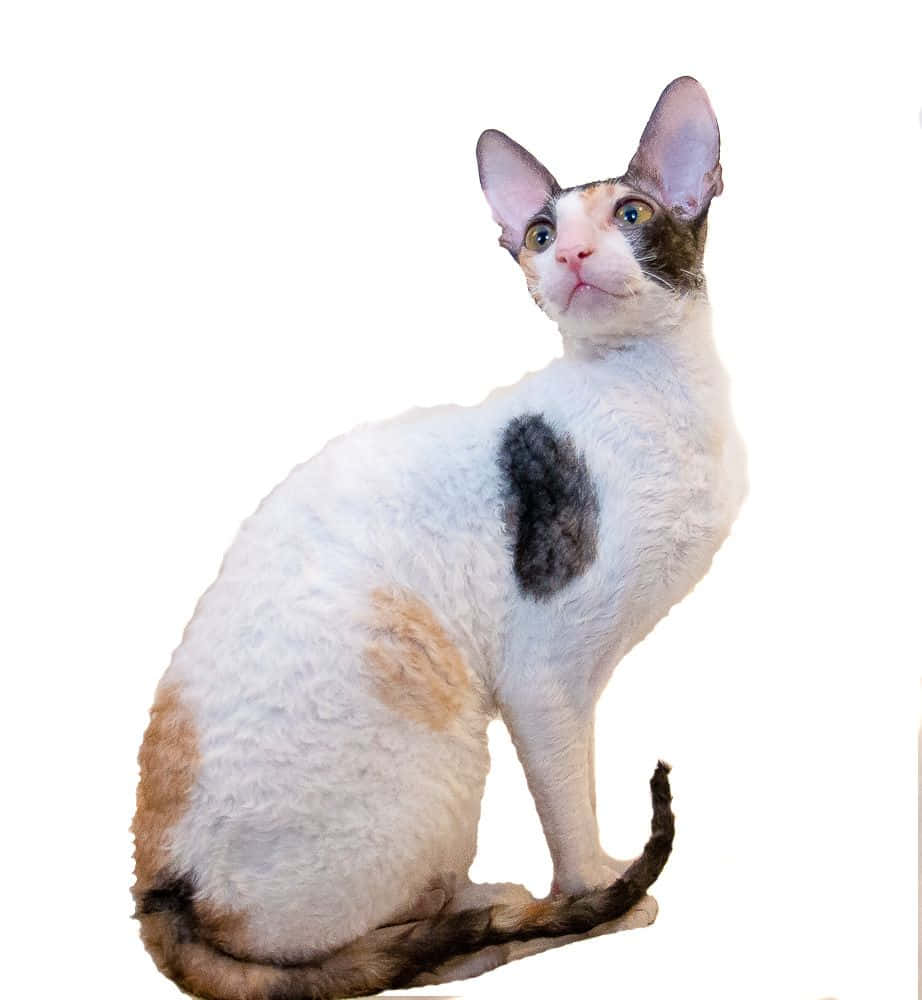 Cornish Rex 桌布 壁紙 — 一隻好奇的德文捲毛貓，有大耳朵和捲曲的白色毛髮，在純白色背景前坐直。