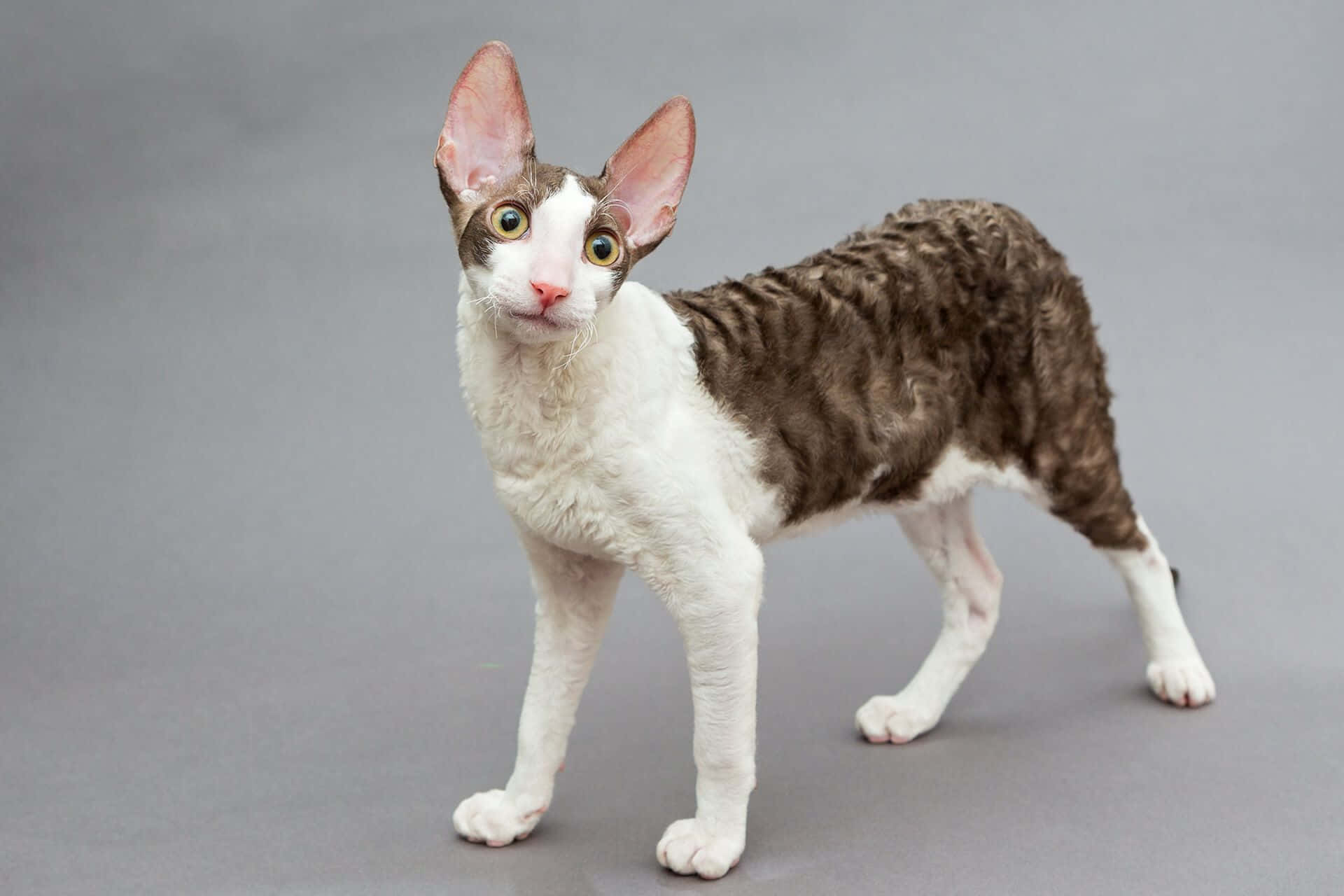 Cornish Rex 桌布 壁紙 — 一隻好奇的德文捲毛貓，有大耳朵和捲曲的棕白色毛髮，警覺地站在純灰色背景前。