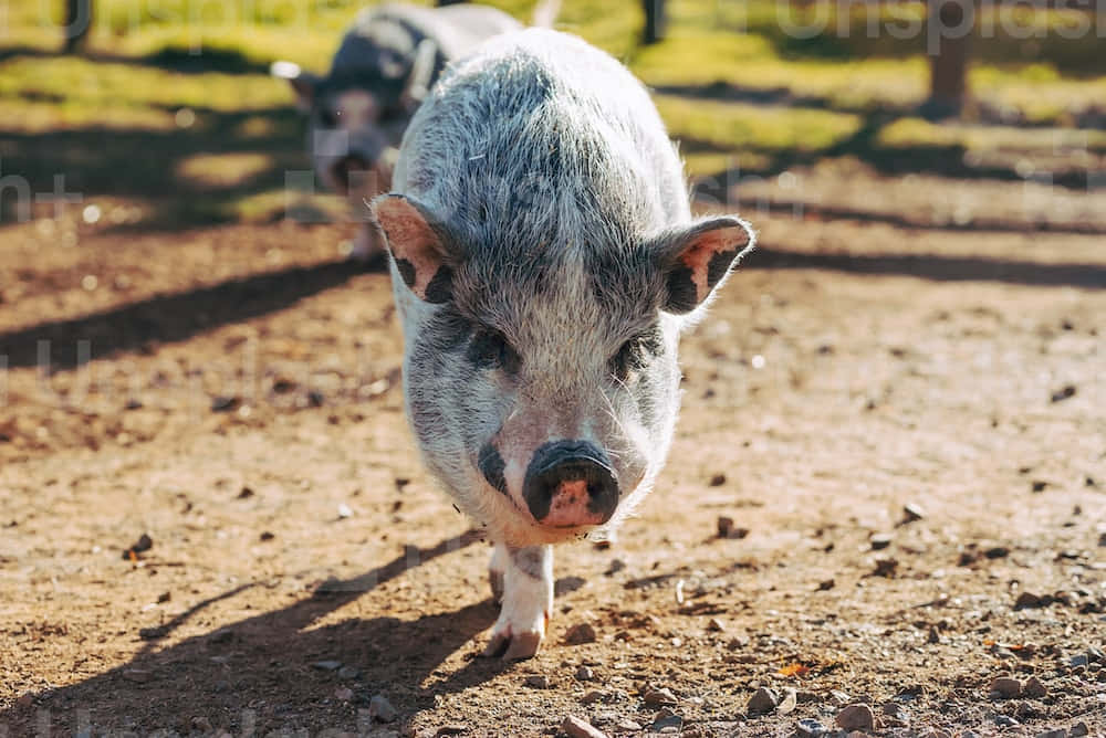 Cool Piggy 桌布 壁紙 — 一隻好奇的斑點小豬在陽光照耀的泥土路上向鏡頭走來，背景有另一隻豬。