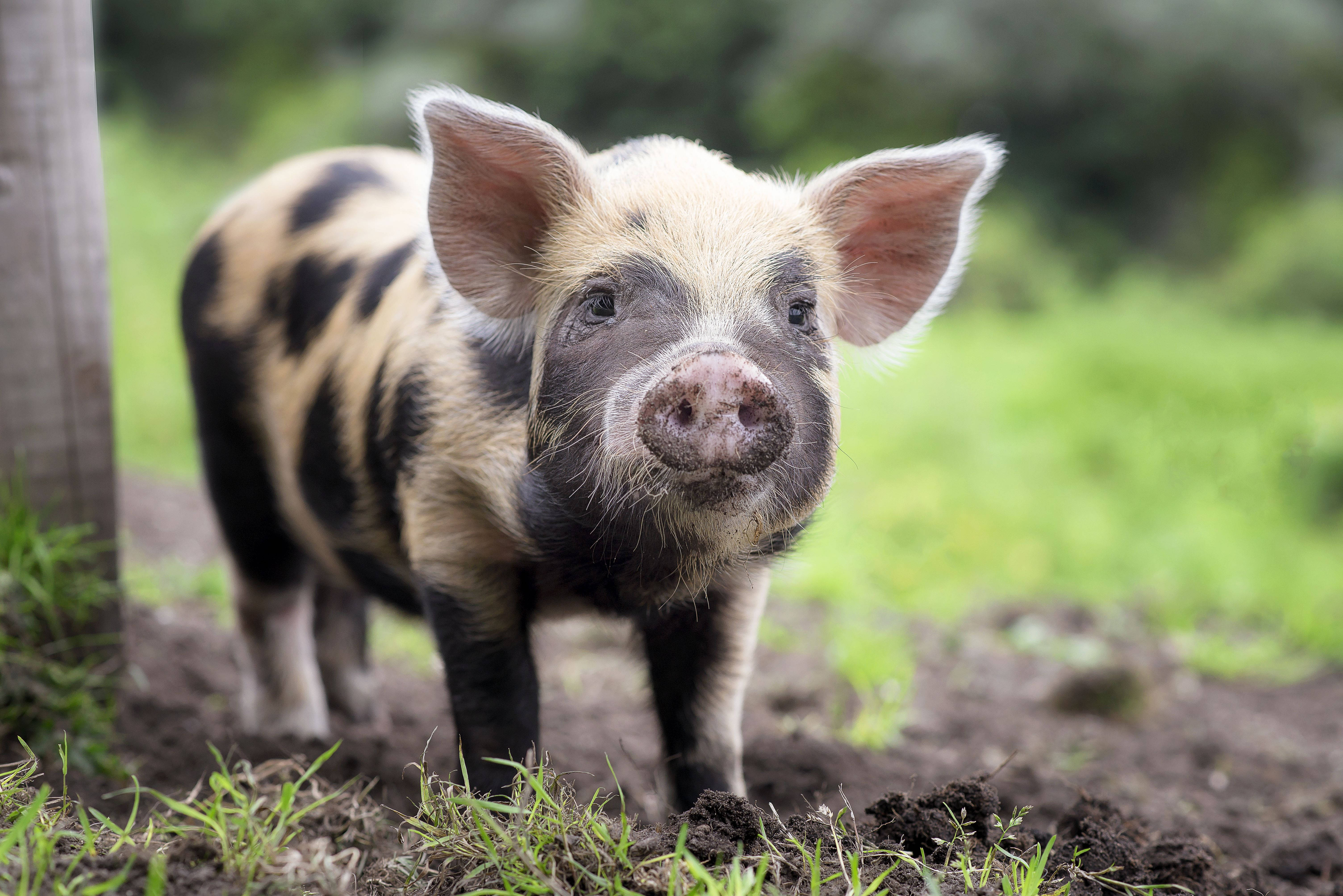 Pig 桌布 壁紙 — 一隻好奇的斑點小豬站在泥濘的草地上，靠近一根木柱，有大耳朵和粉紅色的鼻子。
