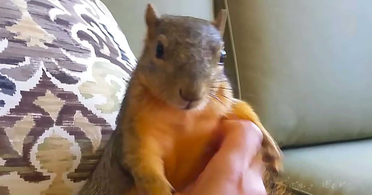 動物 桌布 壁紙 — 一隻好奇的松鼠，毛色為棕色和橙色，安靜地坐在人的手中，背景是帶圖案的沙發墊。