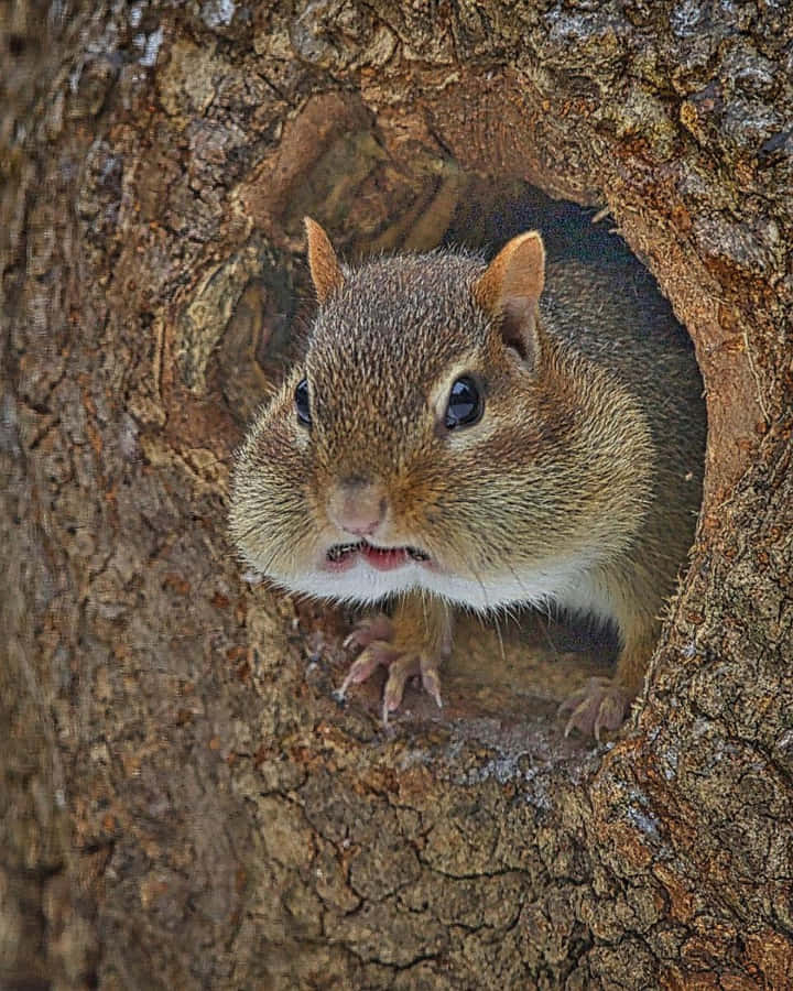 chipmunk 桌布 壁紙 — 一隻好奇的松鼠從樹洞中探出頭來，睜大眼睛，小爪子抓著粗糙的樹皮。