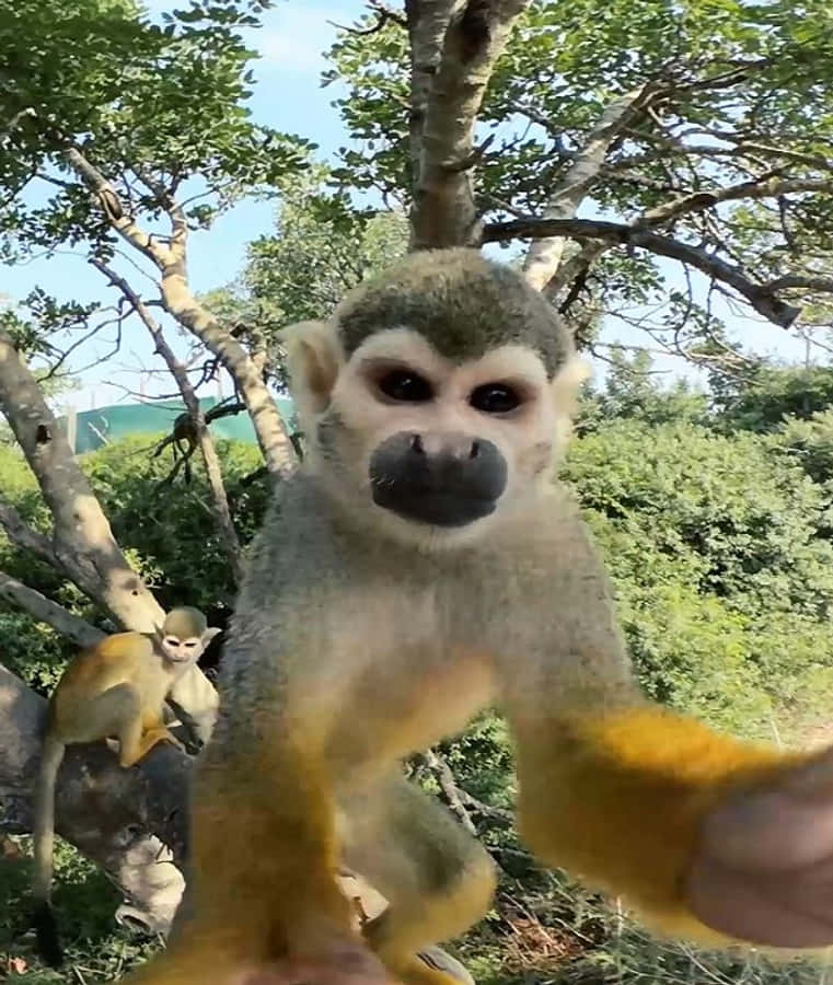 iPhone Xs Gibbon 桌布 壁紙 — 一隻好奇的松鼠猴，擁有明亮的黃色手臂，在清澈的藍天下從樹枝上直視鏡頭。