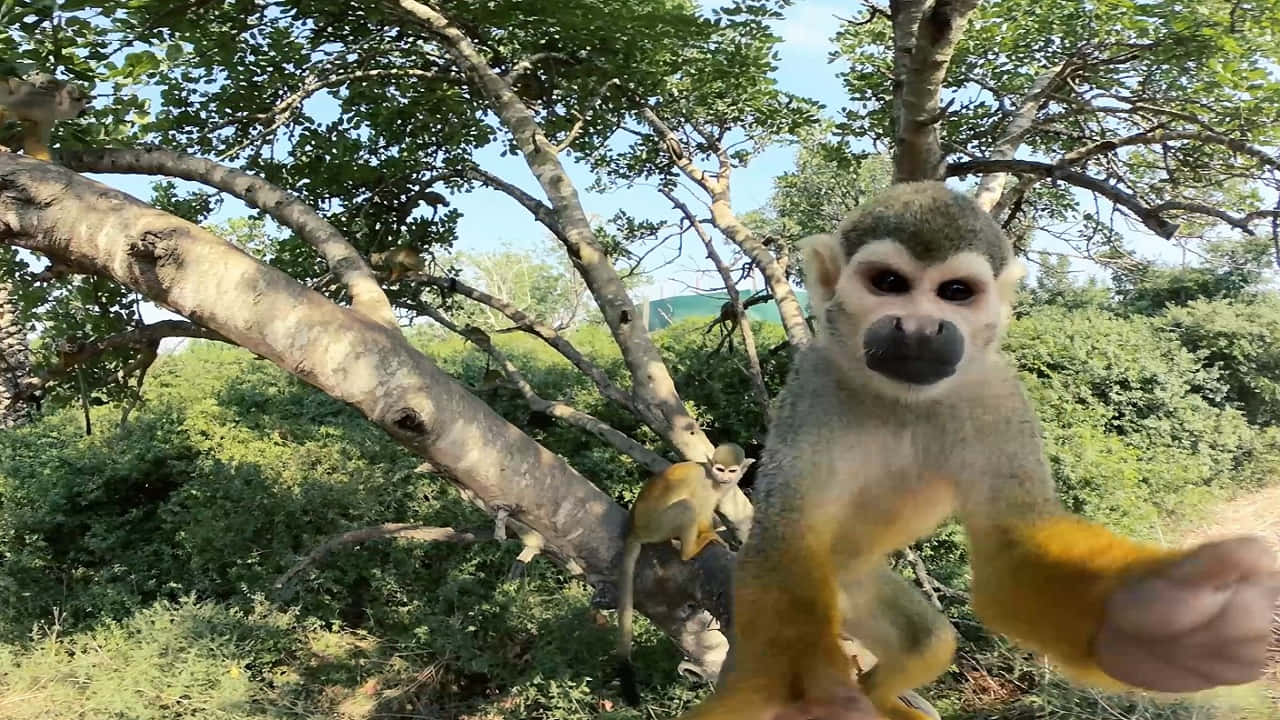 720p Gibbon 桌布 壁紙 — 一隻好奇的松鼠猴從陽光照耀的樹枝上，以茂密的綠色樹葉為背景，直視鏡頭。