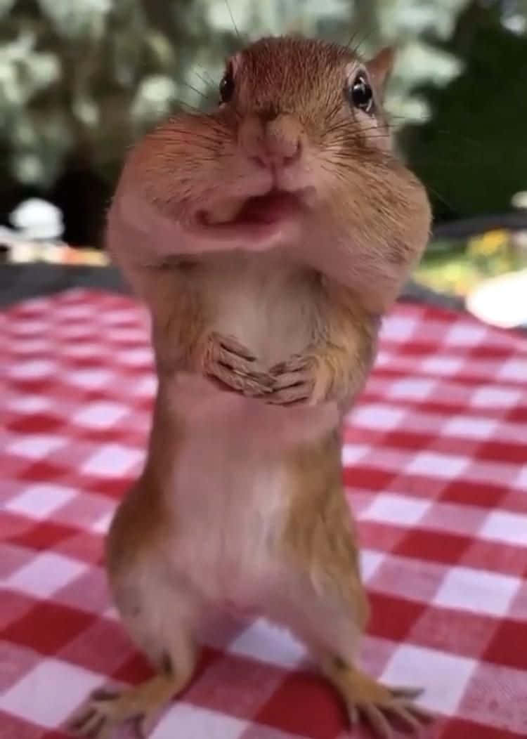 動物 桌布 壁紙 — 一隻好奇的松鼠直立站在紅白格子野餐墊上，用兩隻前爪抱著一顆堅果。
