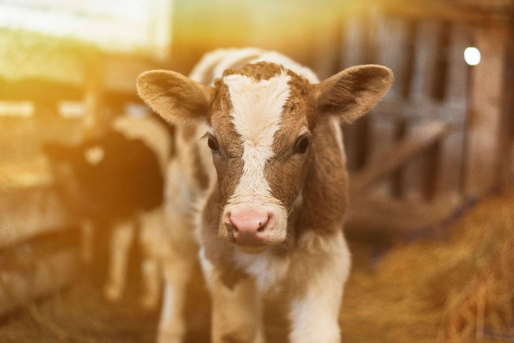 乳牛動圖 桌布 壁紙 — 一隻好奇的棕白相間小牛在充滿乾草的陽光穀倉中直視鏡頭。