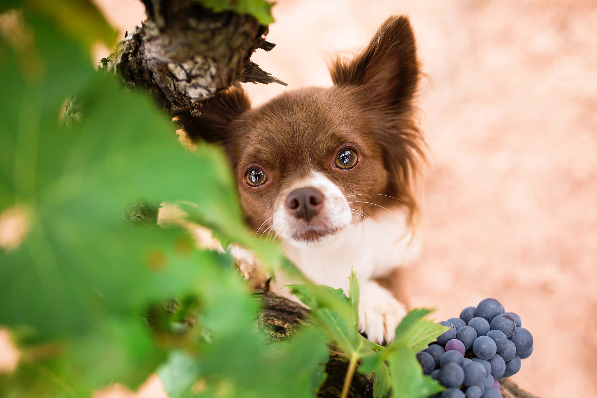 Chihuahua 桌布 壁紙 — 一隻好奇的棕白色吉娃娃在一串深色葡萄旁邊的葡萄藤後面探出頭來。