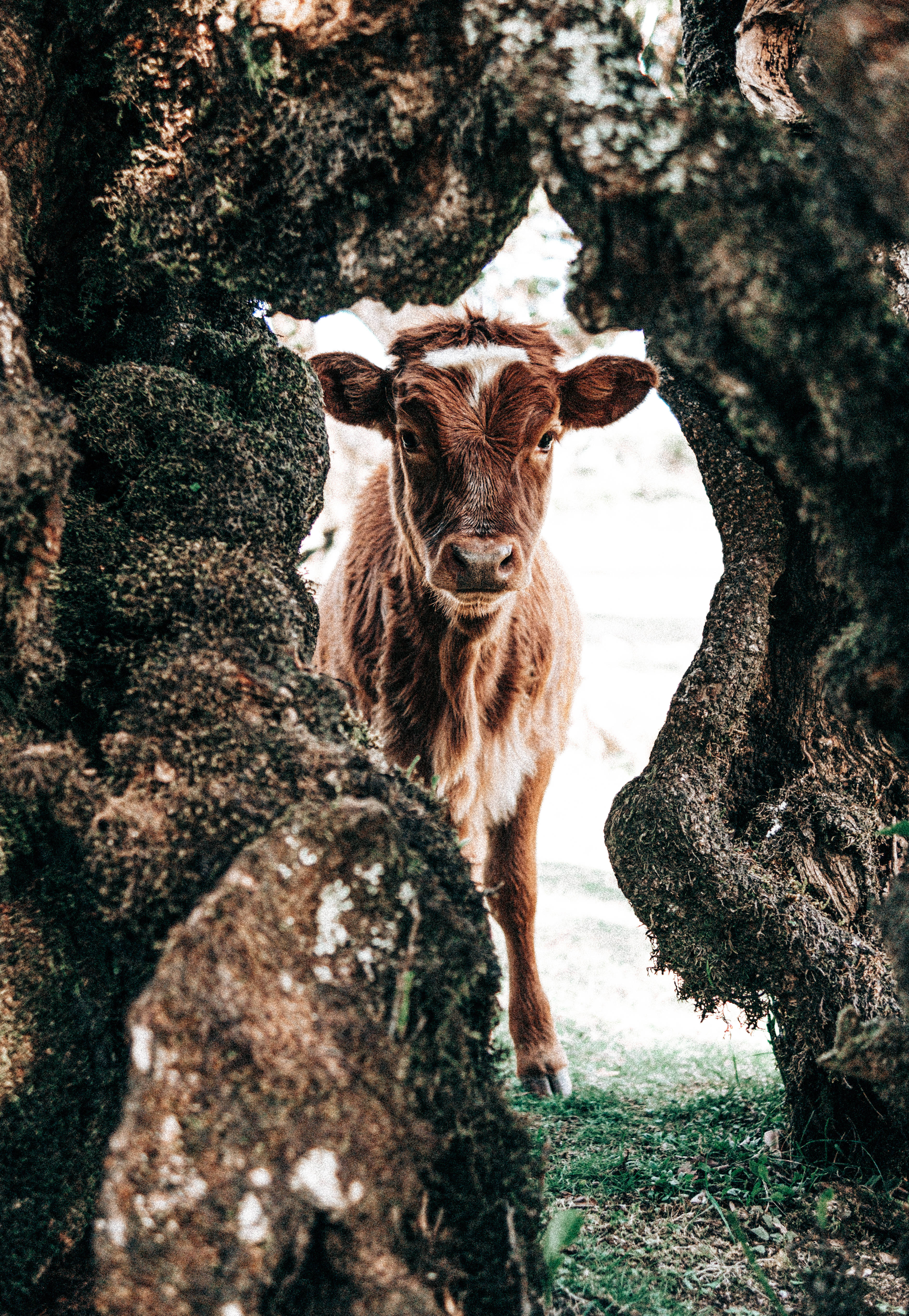 Cute Cow 桌布 壁紙 — 一隻好奇的棕白色小牛，從扭曲長滿苔蘚的樹根形成的天然拱門中探出頭來。