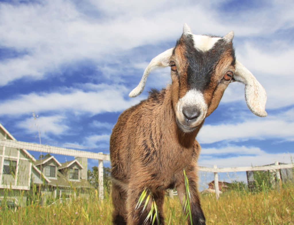 Goat 桌布 壁紙 — 一隻好奇的棕白色山羊，長著下垂的角，站在高高的草地上，頭頂是明亮的藍天和蓬鬆的白雲。