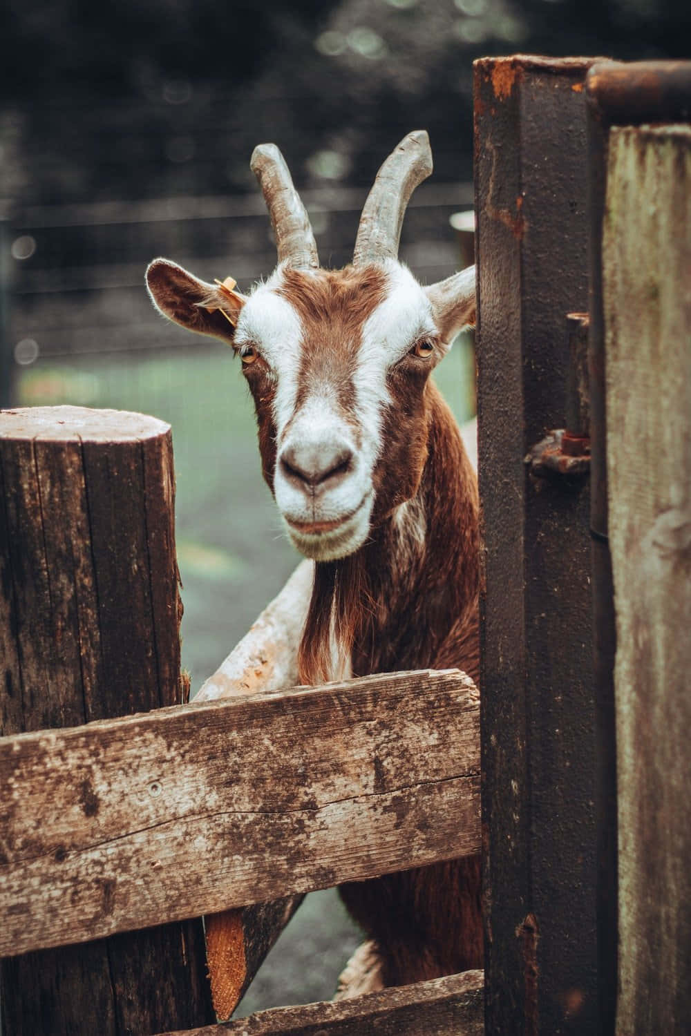 動物 桌布 壁紙 — 一隻好奇的棕白色山羊，長著彎曲的角，從風化的木柵欄縫隙中窺視。