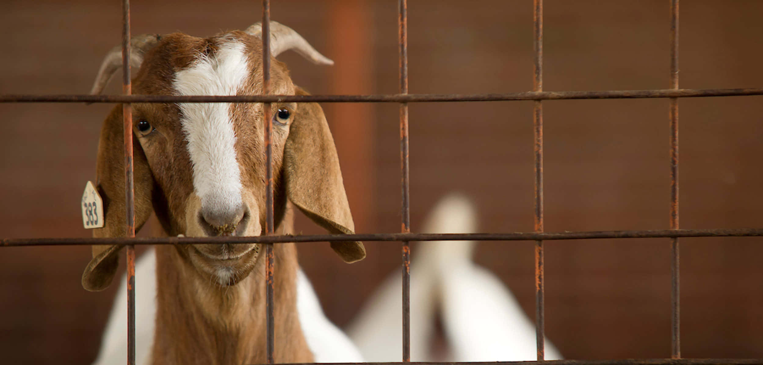 動物 桌布 壁紙 — 一隻好奇的棕白色山羊帶著標籤，從穀倉生鏽的金屬欄杆間窺視。