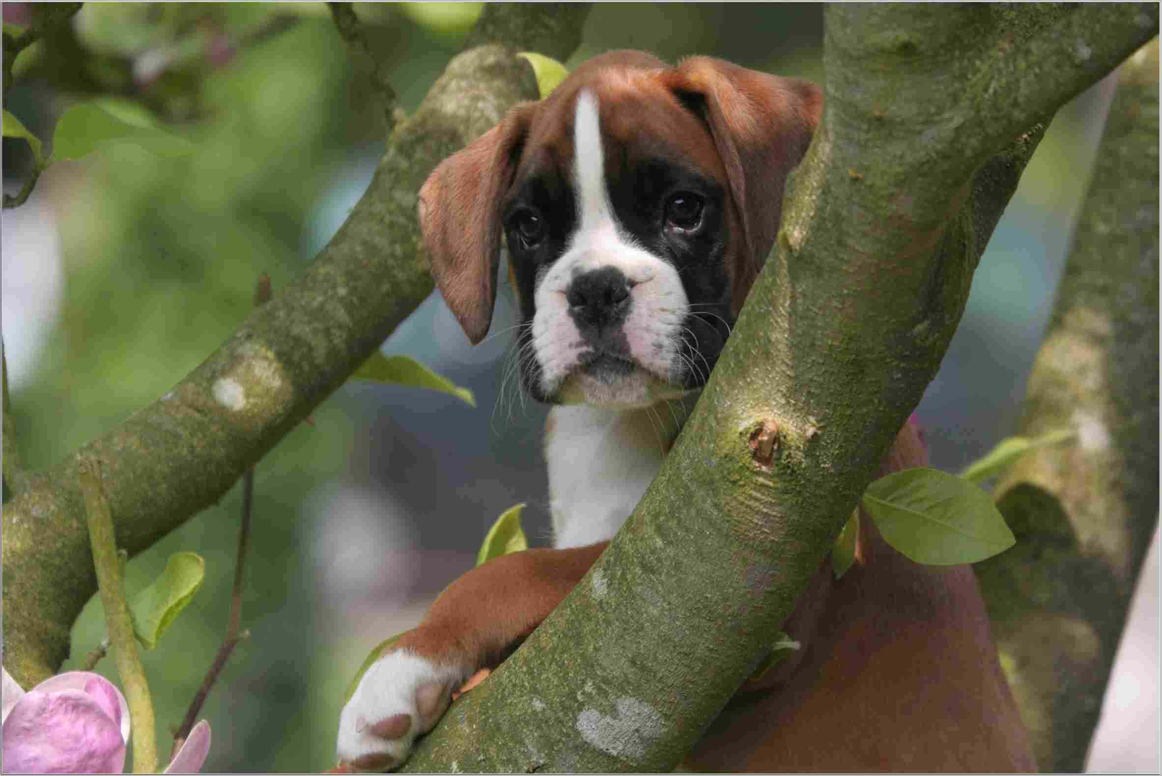 Boxer Dog 桌布 壁紙 — 一隻好奇的棕白色拳師狗幼犬從樹枝後面探出頭來，前景有柔軟的綠葉和一朵粉紅色的花。