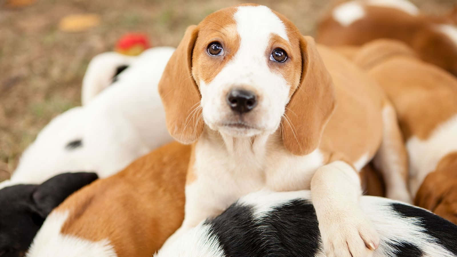 米格魯 桌布 壁紙 — 一隻好奇的棕白色比格犬幼犬在草地上依偎在同伴之間，直視鏡頭。