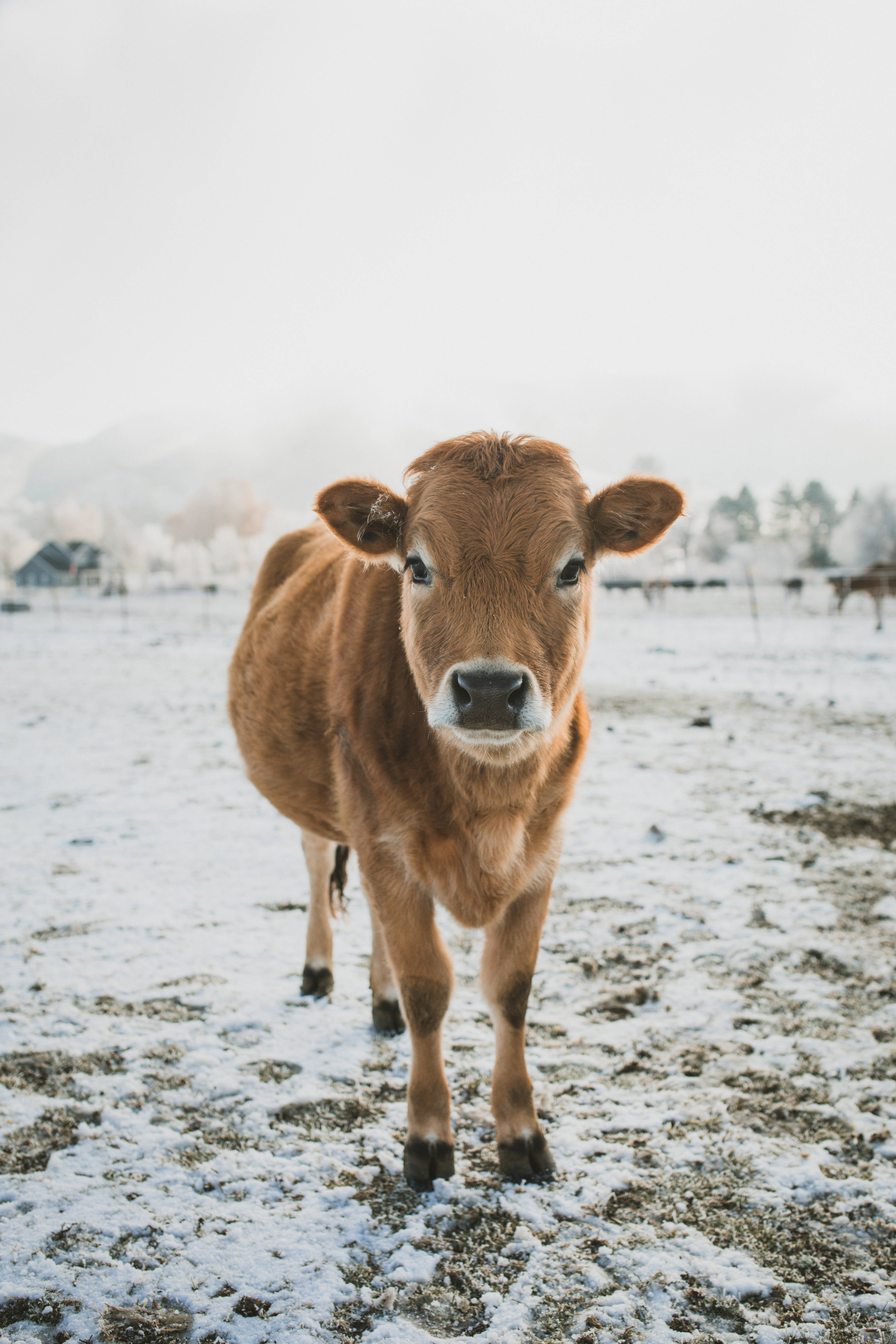 乳牛動圖 桌布 壁紙 — 一隻好奇的棕色小牛站在雪地裡，在柔和冬日陽光下直視鏡頭。