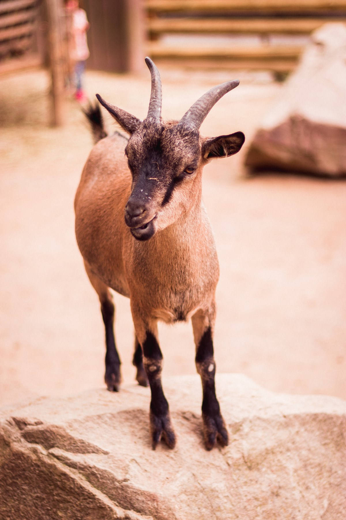 baby animal 桌布 壁紙 — 一隻好奇的棕色山羊，長著彎曲的角，警覺地站在陽光普照的圍欄內的一塊大岩石上，背景有模糊的木柵欄和巨石。