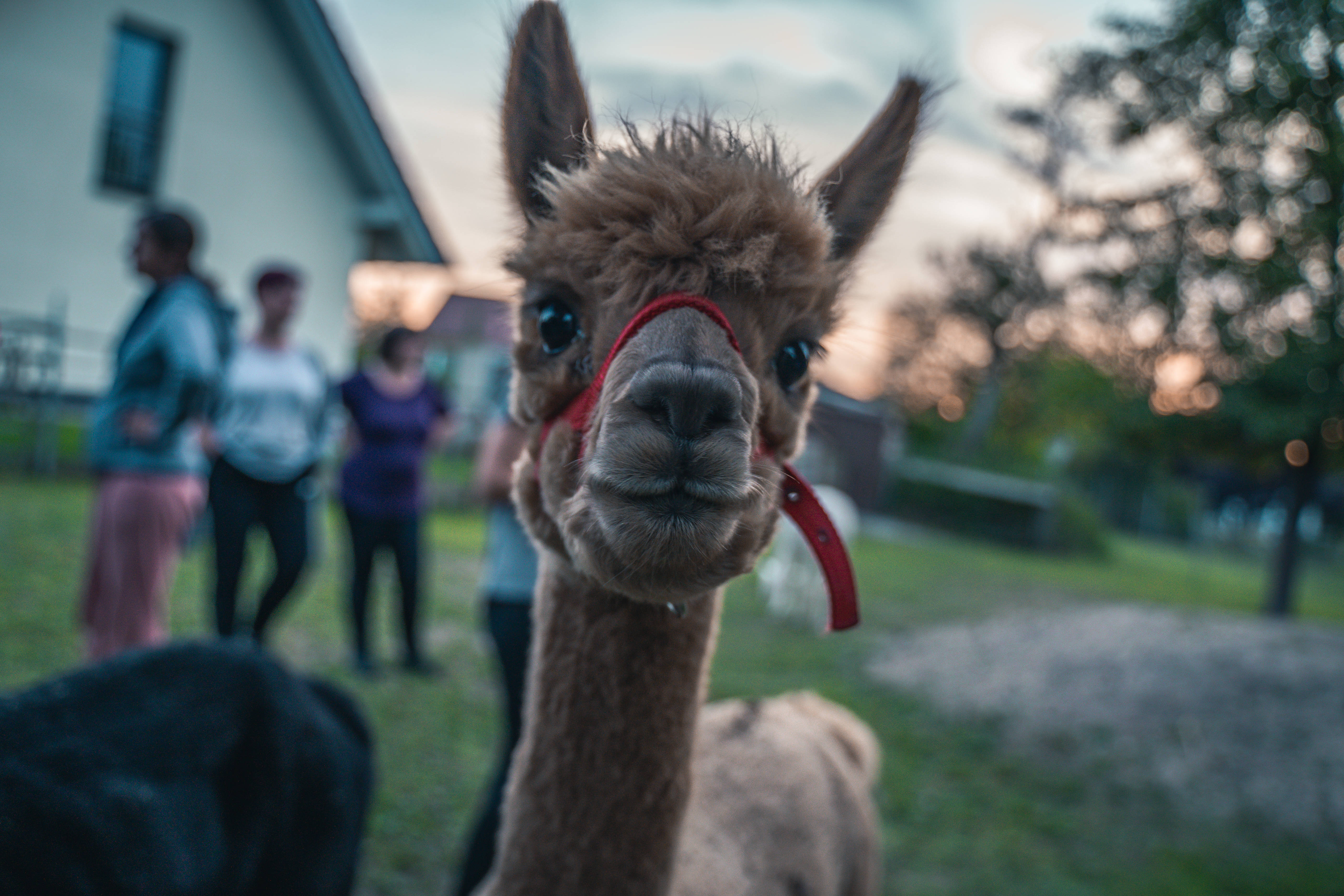 Alpaca 桌布 壁紙 — 一隻好奇的棕色羊駝戴著紅色韁繩，直視鏡頭的特寫，背景中人們在黃金時刻模糊地站立。