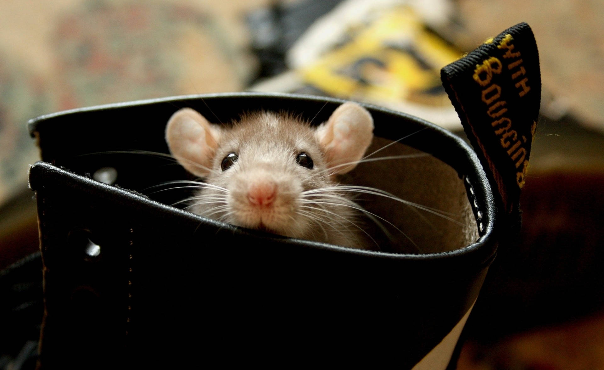 Rat 桌布 壁紙 — 一隻好奇的棕色老鼠從一隻帶有黃色標籤的黑色靴子裡探出頭來。