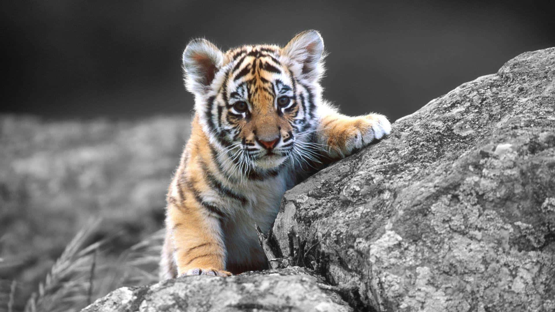 Cute Tiger 桌布 壁紙 — 一隻好奇的橙色條紋老虎幼崽在單色背景中從有紋理的石頭上探出頭來。