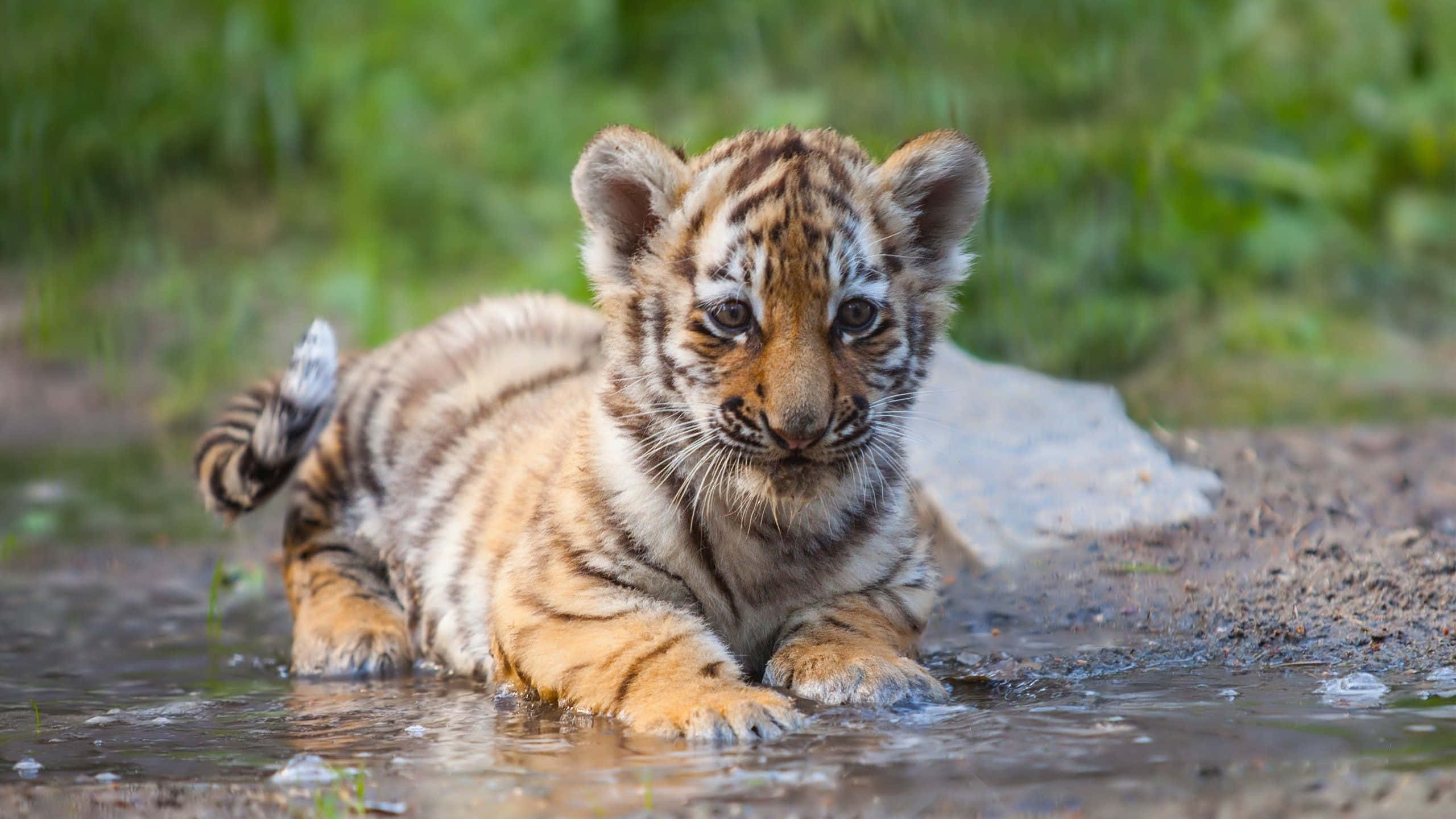 Cute Tiger 桌布 壁紙 — 一隻好奇的橙色條紋老虎幼崽躺在淺水中，直視鏡頭。
