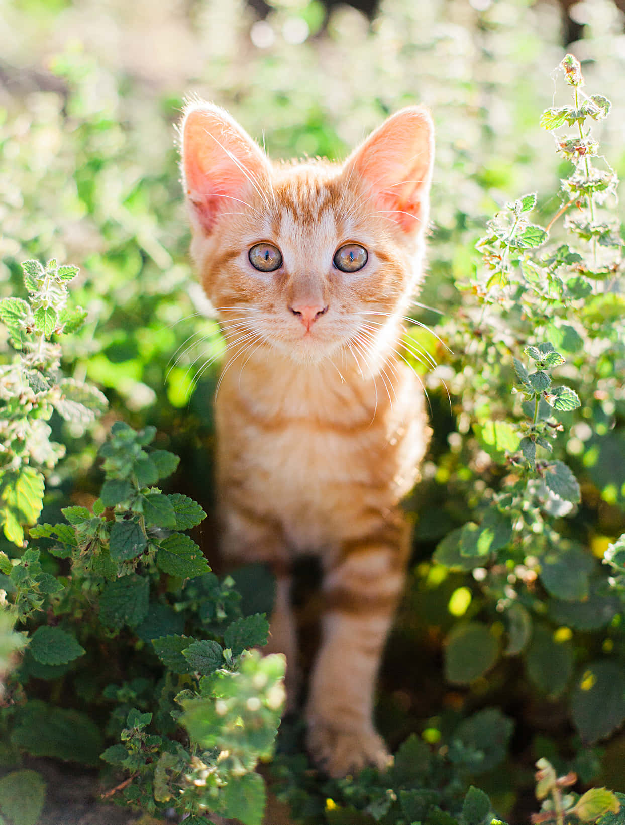 American Shorthair 桌布 壁紙 — 一隻好奇的橙色虎斑小貓透過陽光照射的綠色樹葉窺視，有著金色大眼睛。