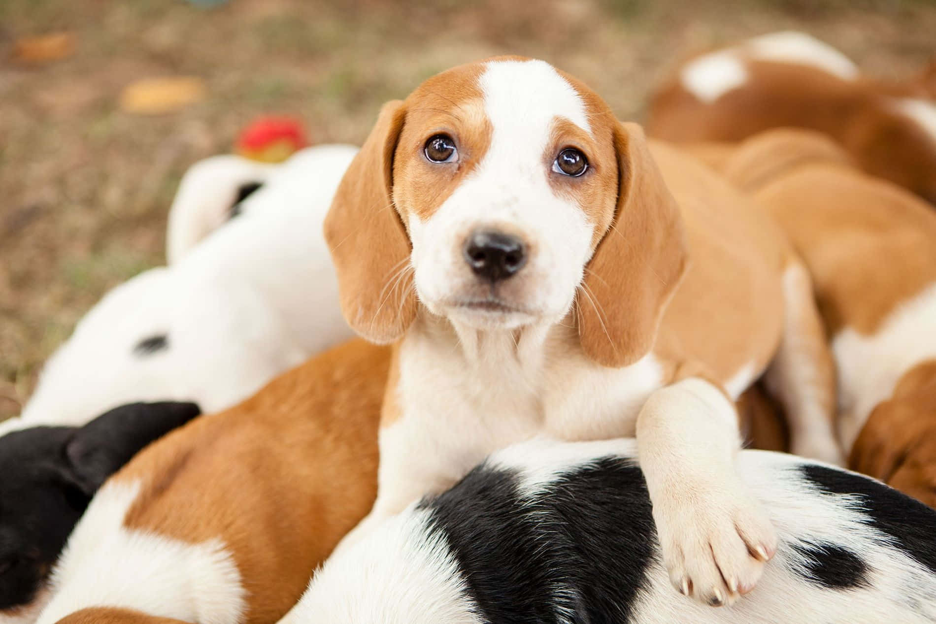Puppies 桌布 壁紙 — 一隻好奇的比格犬幼犬，毛色棕白相間，在泥土上依偎在同伴之間，直視鏡頭。