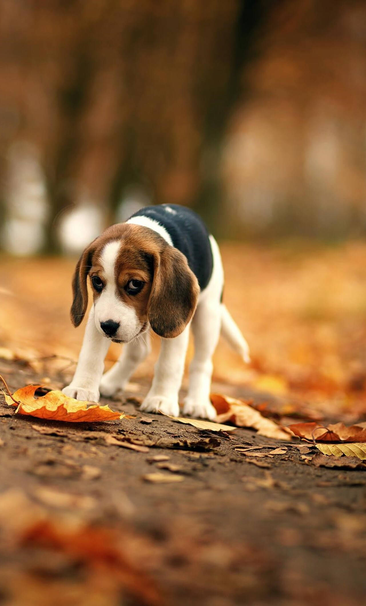 狗 桌布 壁紙 — 一隻好奇的比格犬幼犬，耳朵下垂，站在鋪滿金色秋葉的森林地面上。
