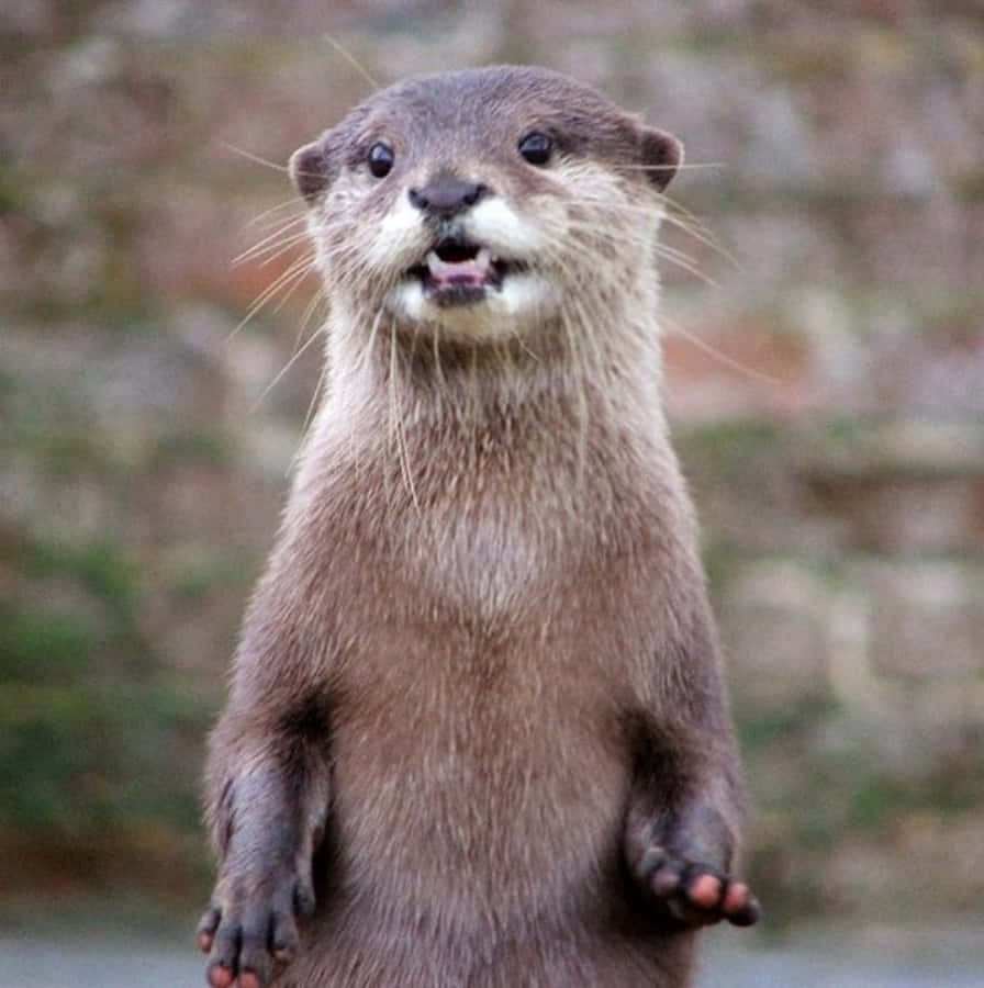 動物 桌布 壁紙 — 一隻好奇的水獺用後腿直立，表情頑皮，鬍鬚抖動。