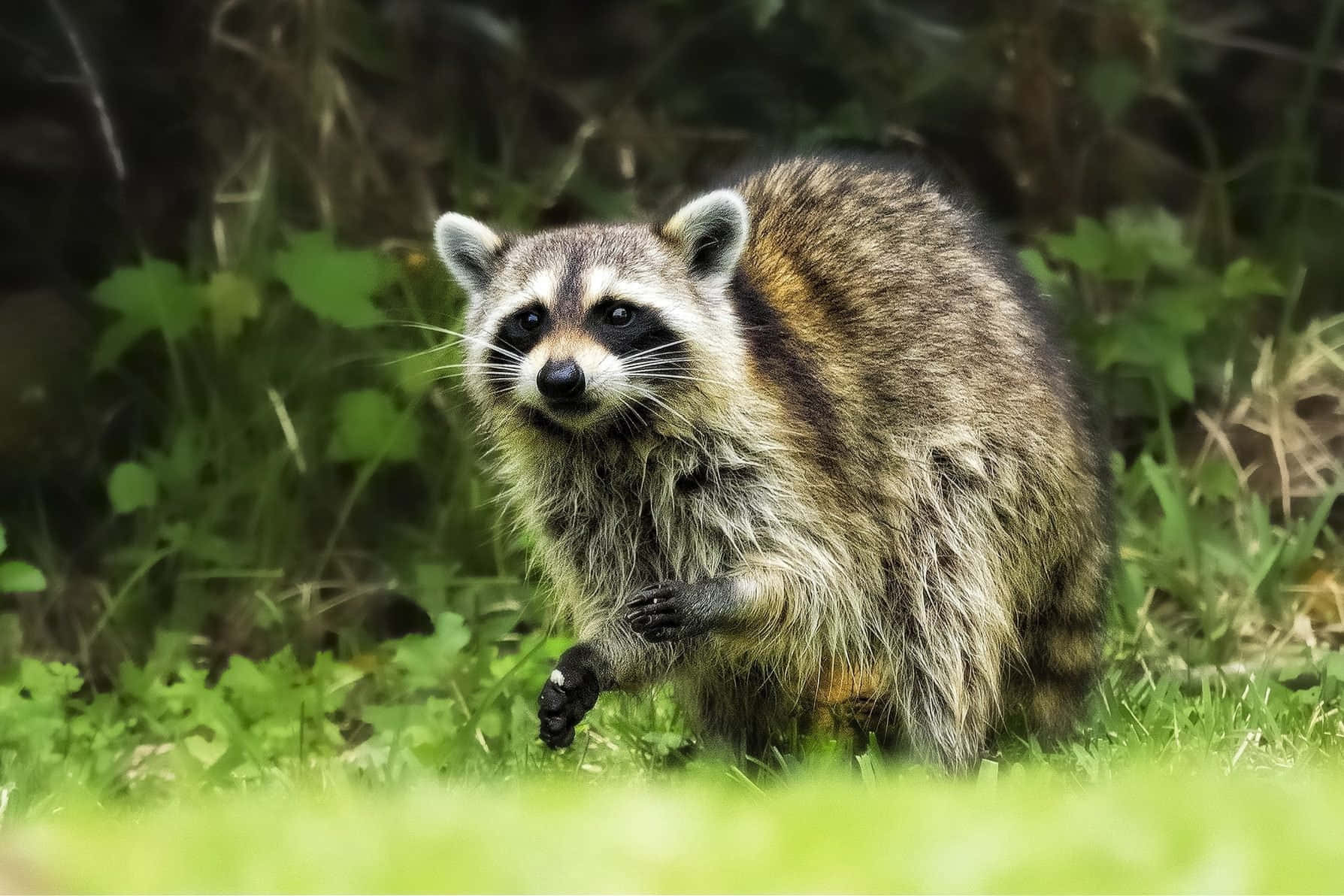 動物 桌布 壁紙 — 一隻好奇的浣熊，戴著面具般的臉和蓬鬆的毛髮，在模糊的樹葉中警覺地站在鮮綠的草地上。