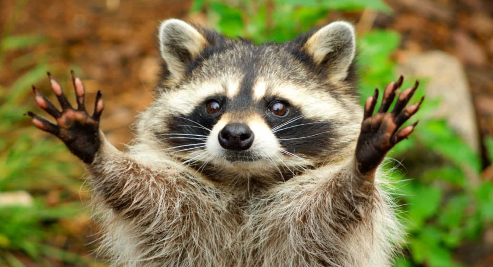 動物 桌布 壁紙 — 一隻好奇的浣熊，黑色面具般的臉和蓬鬆的灰色毛髮，在模糊的森林背景下舉起雙爪做出俏皮的姿勢。