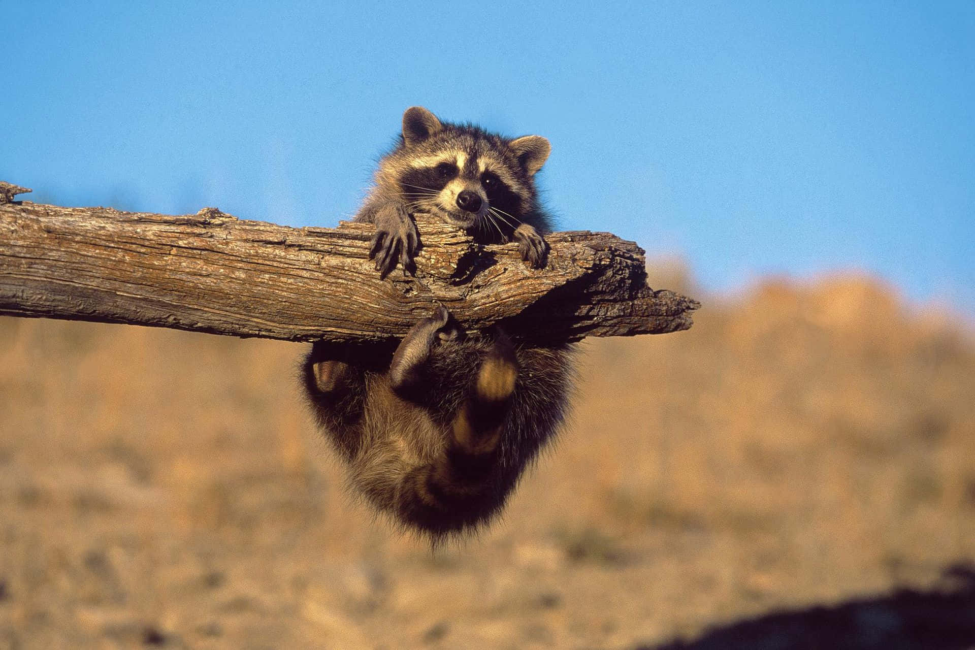 動物 桌布 壁紙 — 一隻好奇的浣熊倒掛在風化的木頭上，背景是乾燥草原上的晴朗藍天。