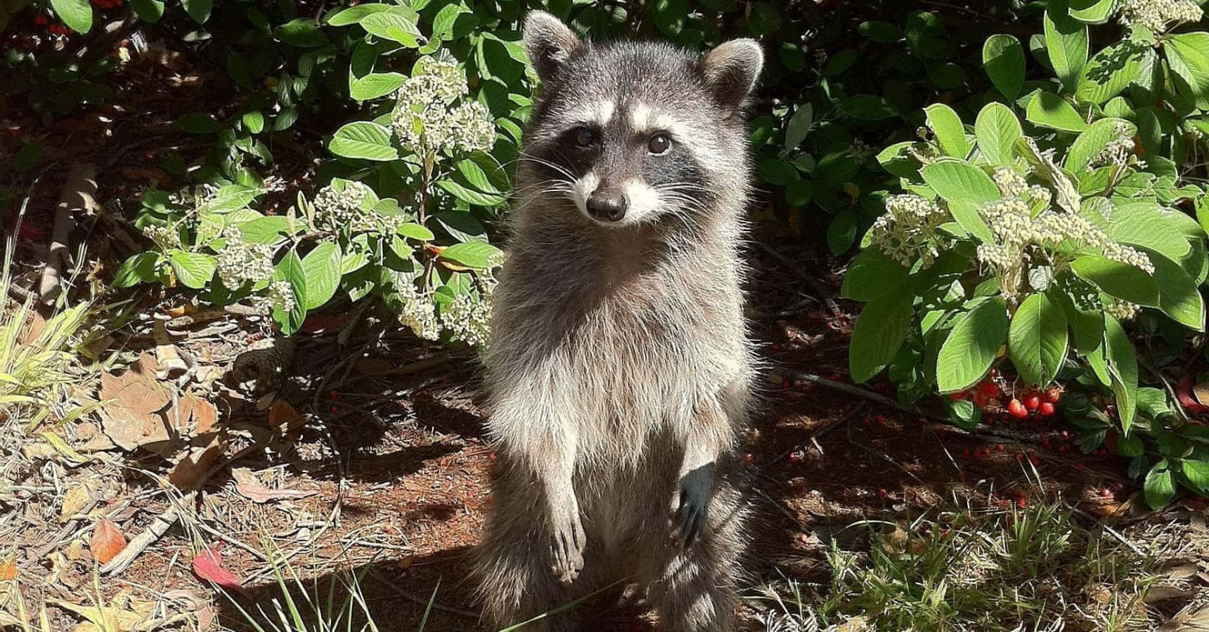 動物 桌布 壁紙 — 一隻好奇的浣熊在斑駁的陽光下，在綠色灌木叢和落葉中直立站立。