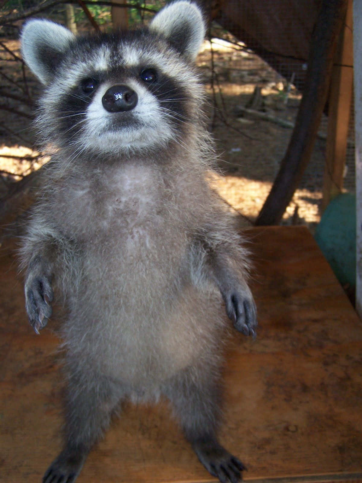 racoon 桌布 壁紙 — 一隻好奇的浣熊在木質表面上直立，背景是森林。