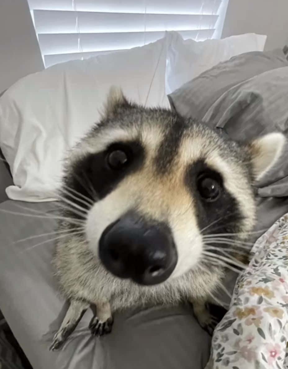 動物 桌布 壁紙 — 一隻好奇的浣熊睜大眼睛，在鋪有灰色枕頭和花卉圖案床單的床上直視鏡頭。